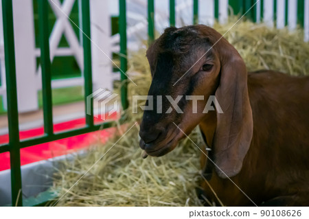 Portrait of brown goat with long ears at animal exhibition, trade show Portrait of brown goat with long ears at animal exhibition, trade show 90108626