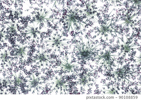 Flowers of the Daucus carota -'Dara' background. Daucus carota also called wild carrot, bird's nest, bishop's lace, Queen Anne's lace. Flowers of the Daucus carota -'Dara' background. Daucus carota also called wild carrot, bird's nest, bishop's lace, Queen Anne's lace. 90108859