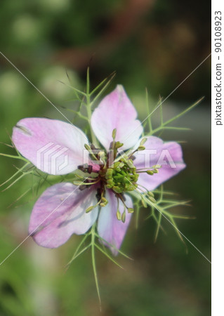 粉紅色的 Nigella 花 90108923