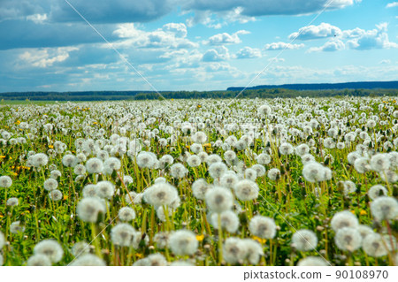 Summer landscape meadow of dandelions 90108970
