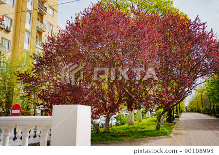 Spring Park. red blossoming tree. beauty of spring nature. walks around city. Spring Park. red blossoming tree. beauty of spring nature. walks around city. 90108993