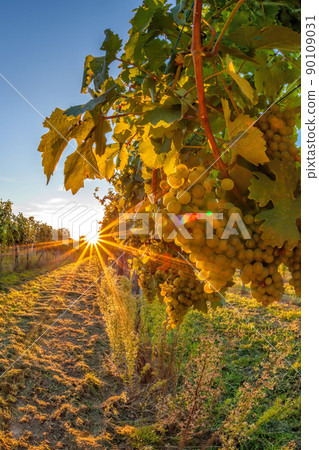 Golden sunset over vineyards in Wachau valley(Unesco world heritage site) Lower Austria, Austria Golden sunset over vineyards in Wachau valley(Unesco world heritage site) Lower Austria, Austria 90109031