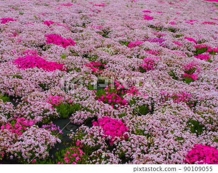 五月盛開的苔蘚福祿考 90109055