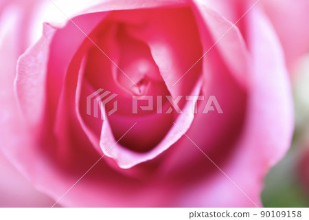Rose rose pompadour close-up 90109158