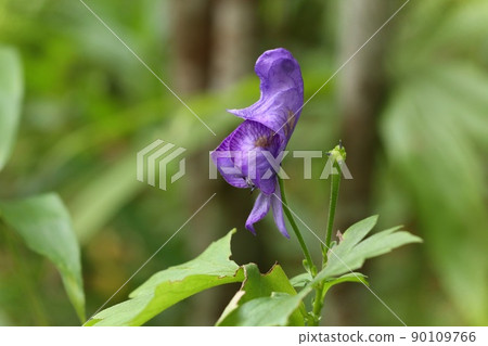 附子花，野草，紫色 90109766