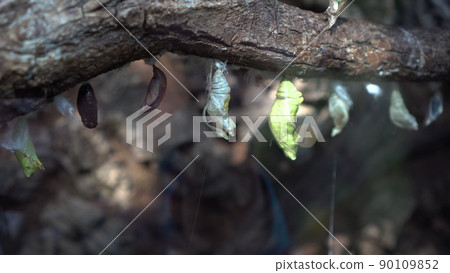 Several butterfly pupae on a branch in the terrarium behind glass. Walk in the zoo. Several butterfly pupae on a branch in the terrarium behind glass. Walk in the zoo. 90109852