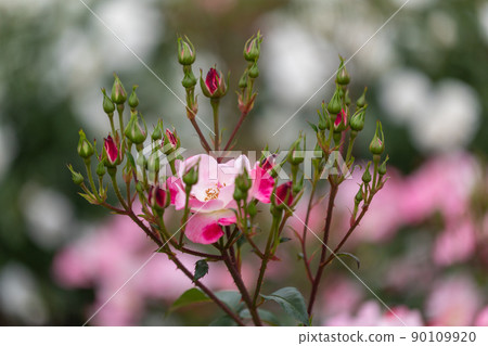 當它開花 當它開花 90109920