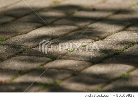 透過樹木暴露在陽光下的石板路面 透過樹木暴露在陽光下的石板路面 90109922