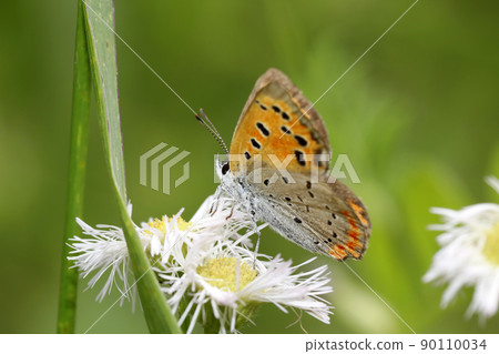 Lycaena phlaeas Lycaena phlaeas 90110034