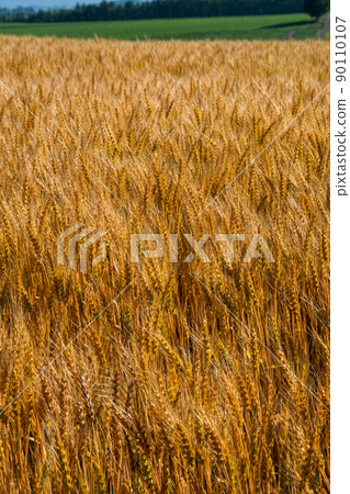 收割附近的金色麥田 收割附近的金色麥田 90110107