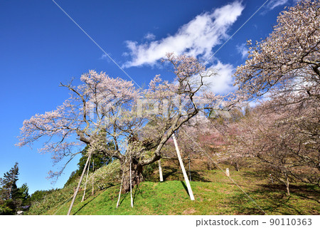 Tonoiri Sakura in the Oki Sakura Corridor Tonoiri Sakura in the Oki Sakura Corridor 90110363