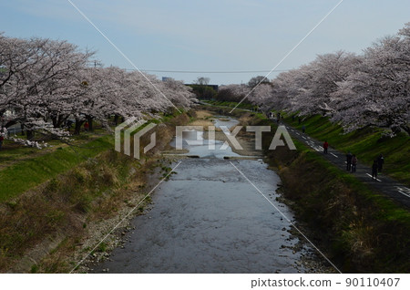 Hachioji City Ryonan Park and Minamiasa River Sakura 90110407