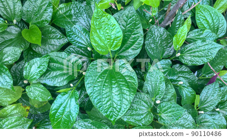 Thai herb - Chaplo (Wild Betal Leafbush, Piper sarmentosum Roxb. Piperaceae) 90110486