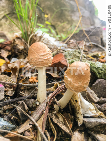 Brown mushrooms grow on a wooden board after the rain 90110489