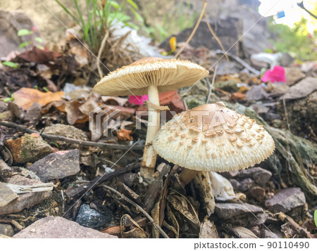 Brown mushrooms grow on a wooden board after the rain 90110490