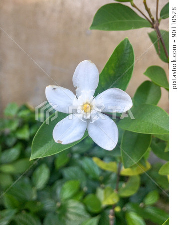 White jasmine flowers in the green park 90110528