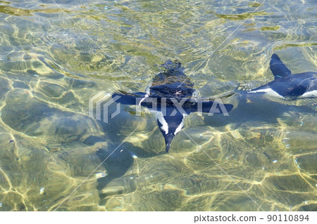 Kobe Animal Kingdom Penguins Kobe Animal Kingdom Penguins 90110894