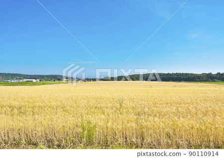 Wheat Fall Hill 90110914