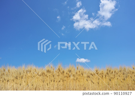 小麥秋山 90110927