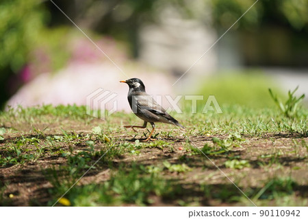 初夏在公園裡尋找食物的椋鳥 90110942