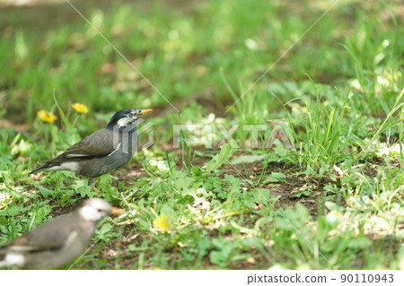 初夏在公園裡尋找食物的椋鳥 初夏在公園裡尋找食物的椋鳥 90110943