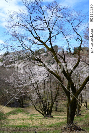 都立瀧山自然公園和周圍的春天 八王子市 都立瀧山自然公園和周圍的春天 八王子市 90111180