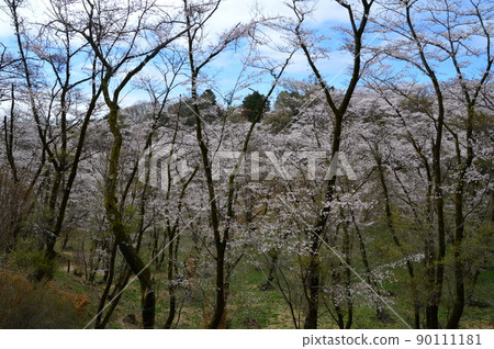 都立瀧山自然公園和周圍的春天 八王子市 都立瀧山自然公園和周圍的春天 八王子市 90111181
