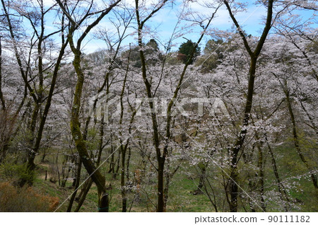 都立瀧山自然公園和周圍的春天 八王子市 都立瀧山自然公園和周圍的春天 八王子市 90111182