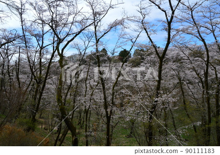 Metropolitan Takiyama Nature Park and the surrounding spring Hachioji City Metropolitan Takiyama Nature Park and the surrounding spring Hachioji City 90111183