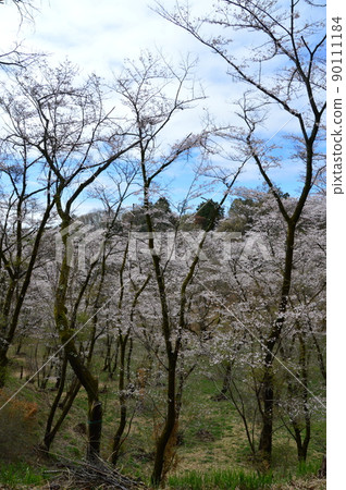 都立瀧山自然公園和周圍的春天 八王子市 都立瀧山自然公園和周圍的春天 八王子市 90111184