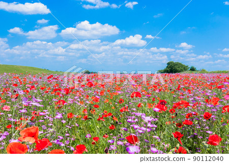Flower field of poppy and dianthus 1 90112040