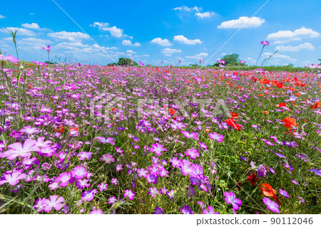 小麥罌粟和罌粟花田 小麥罌粟和罌粟花田 90112046