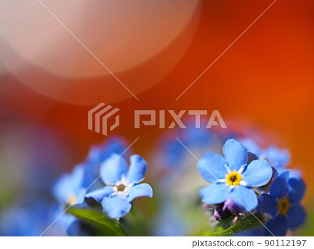 黃花菜花開 90112197