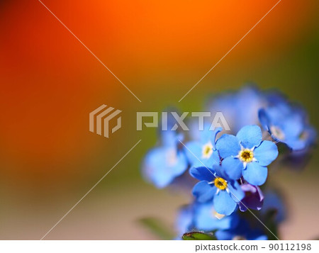 黃花菜花開 90112198