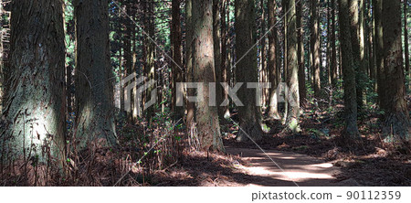 A cedar forest of living, breathing life, green and clean air 90112359