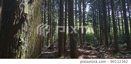 A cedar forest of living, breathing life, green and clean air 90112362