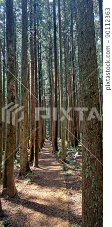 A cedar forest of living, breathing life, green and clean air 90112363