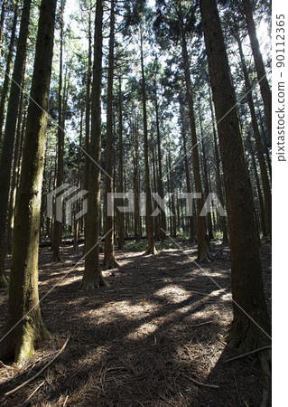 A cedar forest of living, breathing life, green and clean air 90112365