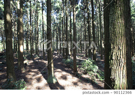 A cedar forest of living, breathing life, green and clean air A cedar forest of living, breathing life, green and clean air 90112366