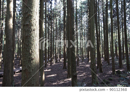 A cedar forest of living, breathing life, green and clean air 90112368