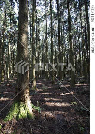 A cedar forest of living, breathing life, green and clean air 90112372