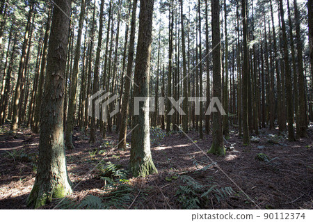 A cedar forest of living, breathing life, green and clean air 90112374