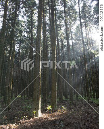 A cedar forest of living, breathing life, green and clean air 90112376