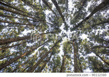 A cedar forest of living, breathing life, green and clean air 90112380