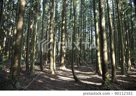 A cedar forest of living, breathing life, green and clean air 90112381