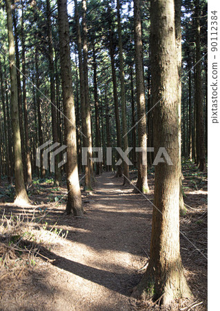 A cedar forest of living, breathing life, green and clean air 90112384