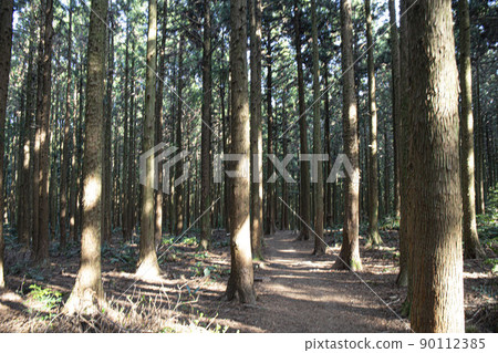 A cedar forest of living, breathing life, green and clean air 90112385