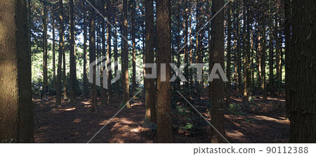 A cedar forest of living, breathing life, green and clean air 90112388