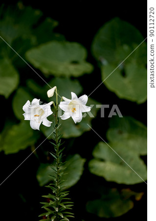 Easter lily and Alocasia leaves Easter lily and Alocasia leaves 90112720