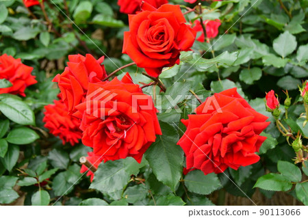 Jingu Rose Garden Gardenzer 酒吧 84 Jingu Rose Garden Gardenzer 酒吧 84 90113066